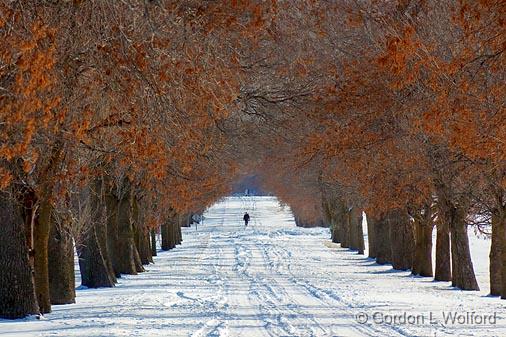 Ash Lane_11944.jpg - Photographed at Ottawa, Ontario - the capital of Canada.